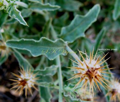  Capitulum with involucral spines